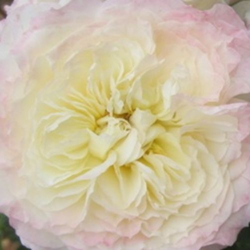 Viveros y Jardinería online - Rosas nostálgicas - amarillo - Rosal Chapeau de Mireille™ - rosa de fragancia discreta - Dominique Massad - Las flores llamativas tienen color discreto. La forma de la flor se parece a las de las rosas inglesas, sólo que el t